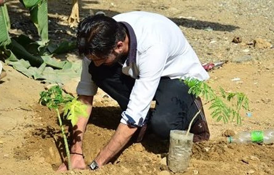 plantation