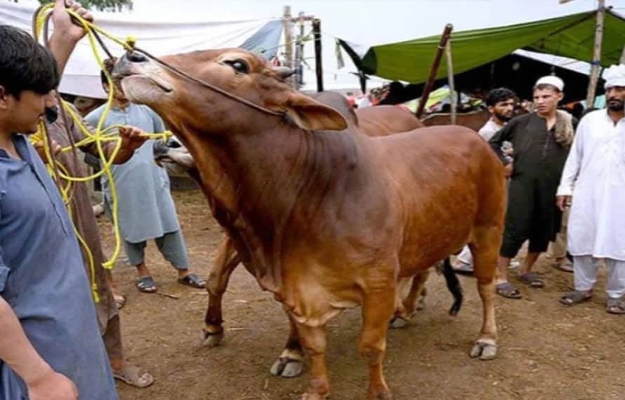 عید الاضحیٰ پر کتنی چھٹیاں؟ متحدہ عرب امارات اور پاکستان میں ممکنہ تاریخیں سامنے آگئیں