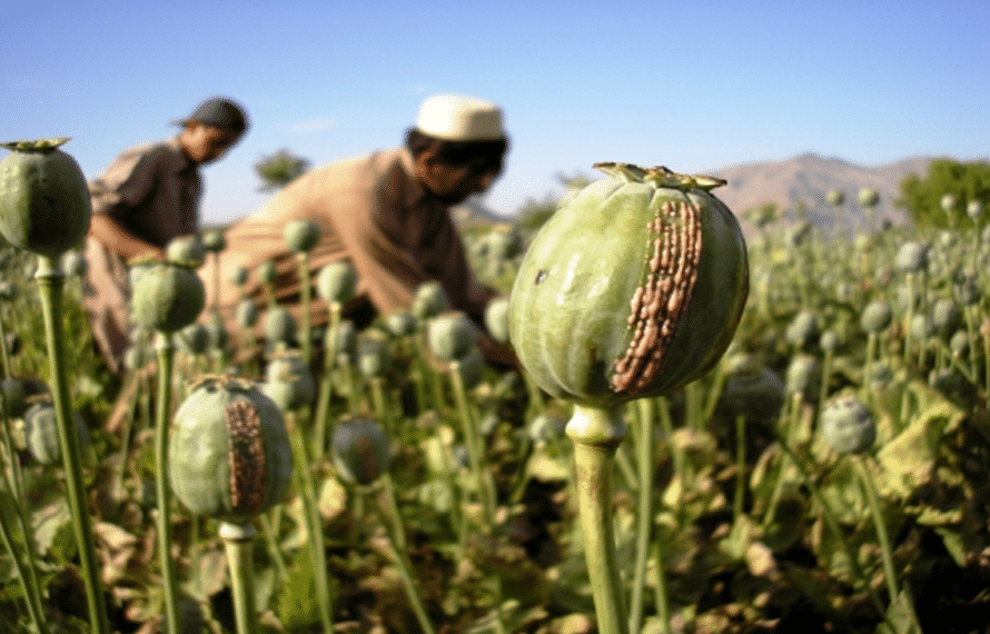 خیبرپختونخوا اور بلوچستان میں وسیع پیمانے پر افیون کی کاشت کا انکشاف