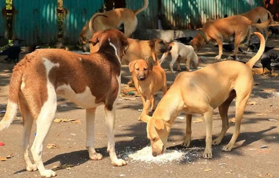 شہریوں کو خطرہ، پشاور میں آوارہ کتوں کے خلاف کارروائی کا آغاز