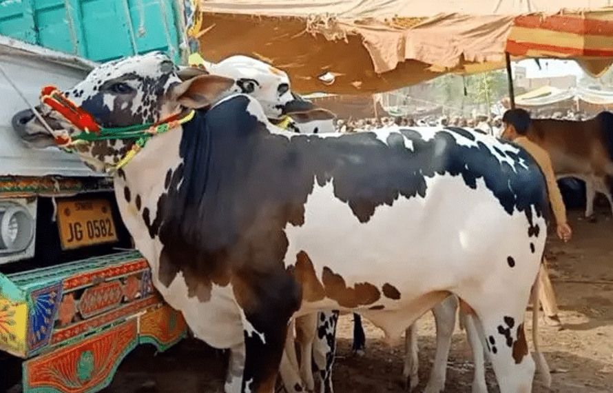 عید الاضحیٰ پر کتنے جانور قربان ہوں گے؟ پاکستانی ٹینریز ایسوسی ایشن نے اعداد و شمار جاری کر دیے