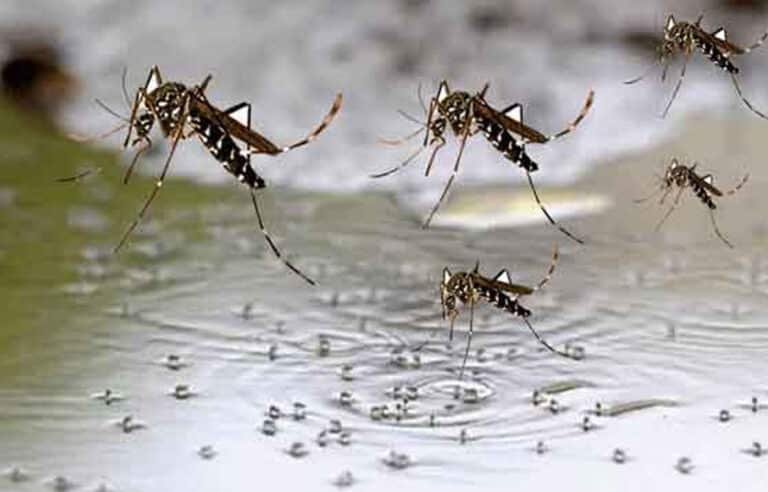 خیبرپختونخوا میں ڈینگی کیسز میں اضافہ ،محکمہ صحت نے رپورٹ جاری کردی