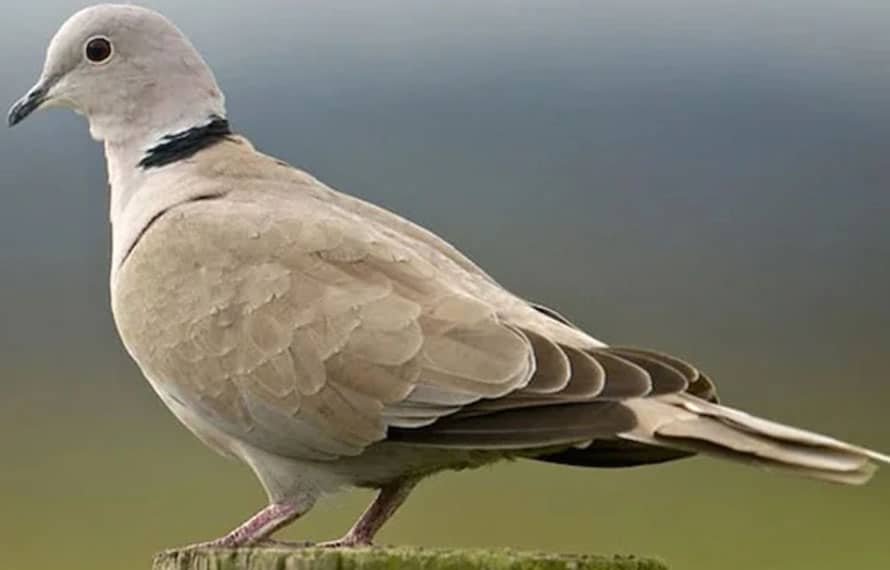 خیبرپختونخوا میں روسی فاختہ کے شکار کا باضابطہ آغاز، مشروط اجازت جاری