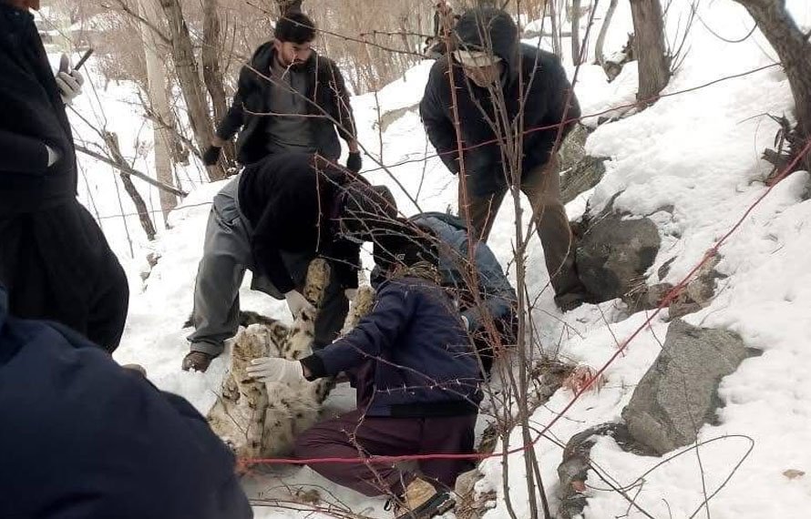 محکمہ وائلڈ لائف حکومت خیبر پختونخواہ کی بڑی ناکامی ، دنیا میں ناپید (Endangered) برفانی چیتا دیر کی پہاڑیوں میں ہلاک